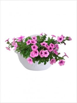 Chậu Hoa Treo Tường In Hoa Nhỏ - C32 - ATP